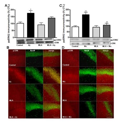 A And Nicotine Induced Activation Of Erk Is Decreased By The Nachr