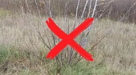 Как избавиться от американского клена раз и навсегда. Показываю ...