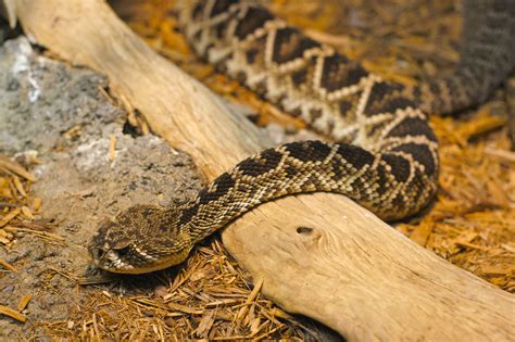Eastern Diamondback Rattlesnake wallpapers, Animal, HQ Eastern