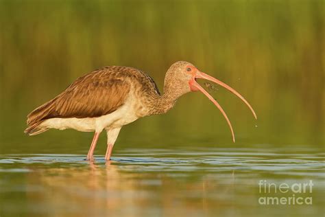 Juvenile White Ibis Hunting Photograph by Troy Lim - Pixels