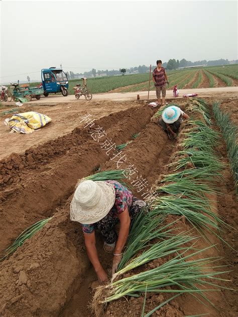 大葱种植技术：冬葱栽培移栽后越夏缓苗期应该怎样进行管理？ 葱满满