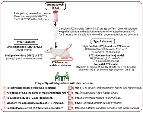 Rat Model Of Diabetes at Mary Hammon blog