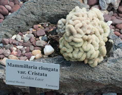 Mammillaria elongata ‘Cristata’ (Golden lace)