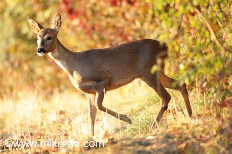 Roe Deer in the British Landscape | Mike Rae