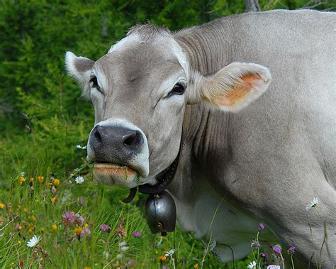 Karan Swiss Cow