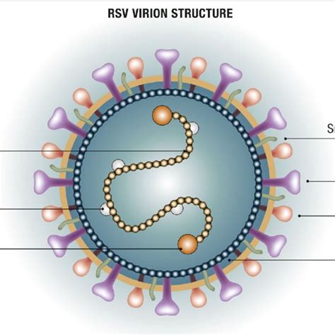 Structure of RSV. RSV respiratory syncytial virus. Modified from [16 ...