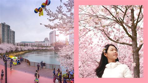 Cherry Blossom Hong Kong 2019