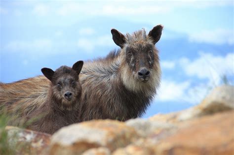 Японский сероу - Удивительный Мир Животных