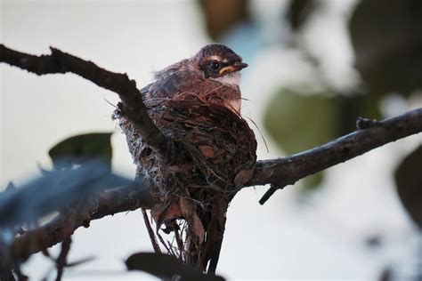 How to Get Rid of Noisy Birds in Trees - Bird Proofing Guide