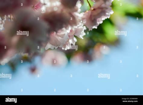 Flowering Cherry Tree Up Close Prunus Shirofugen Stock Photo Alamy
