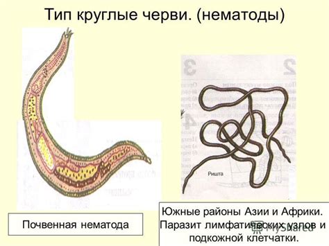 Презентация на тему: "Тип круглые черви. (нематоды) Мононх-однозуб ...
