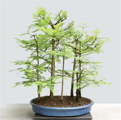 Dawn Redwood Forest Bonsai Bonsai Learning Center Store