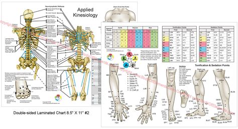 Applied Kinesiology Chart Set 8 5 X 11 Body Of Elements