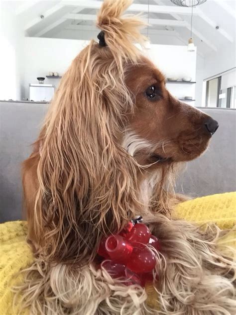 Cocker Spaniel Puppies: Cute and Playful Dogs