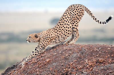 neurodojo  cheetah   hare  great muscle match