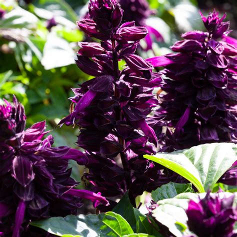 Salvia Splendens Mojave Purple Muller Seeds