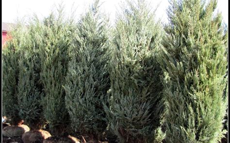 Moonglow Juniper - Juniperus scopulorum - 1 Gallon - Shrub, Tree ...