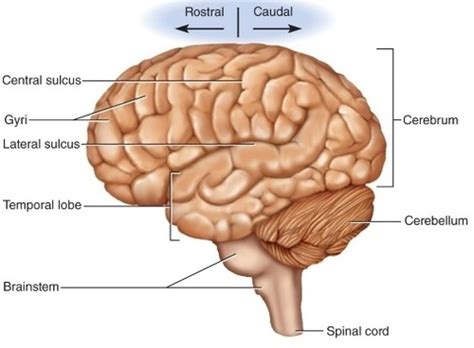 Transverse And Longitudinal Fissure