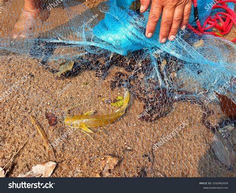 Naked Catfishes Sweet Delicious Meat Caught Stock Photo Shutterstock