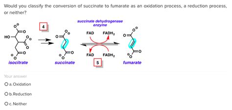 Solved Would You Classify The Conversion Of Succinate To