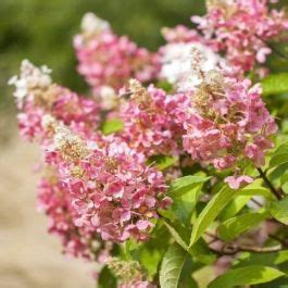 Hydrangea Paniculata Pink Lady Drvenasta Hortenzija