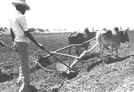 Agro Cultura: Agricultura Tradicional