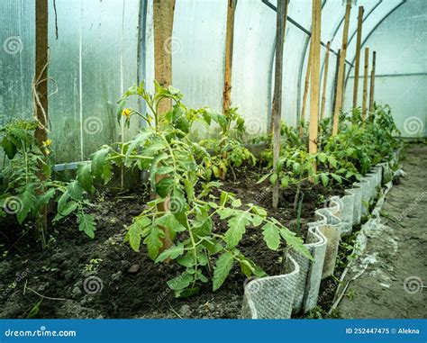 Mudas De Tomate Em Estufa Cultivo De Fruteiras Em Estufa Foto