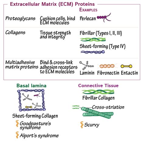 Cell Biology Glossary Cells To Tissues Ditki Medical Biological