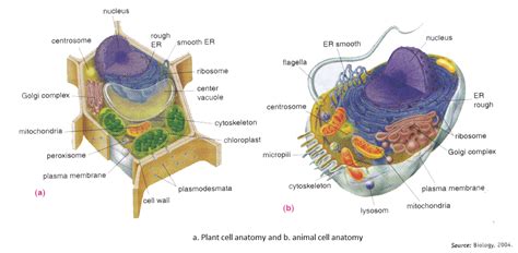 structure  function  cell components  science biology