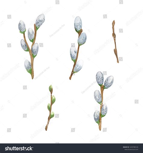 Spring Floral Composition Fluffy Pussy Willow Stock Illustration