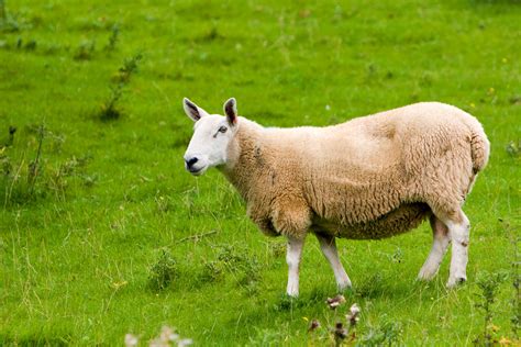 Sheep Free Stock Photo - Public Domain Pictures