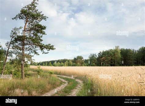 nature  belarus  calm summer landscape   banks