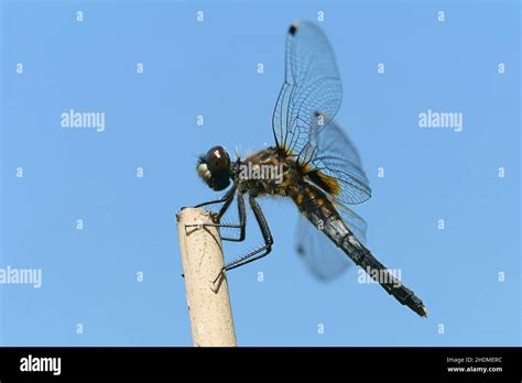 dark whiteface  res stock photography  images alamy