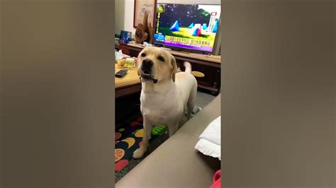Labrador Youtube