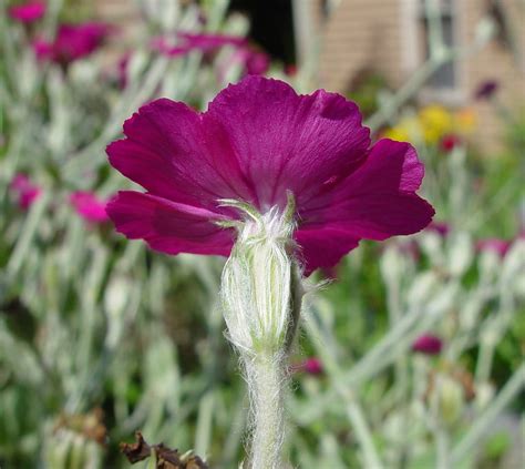 Lychnis coronaria (mullein lychnis): Go Botany