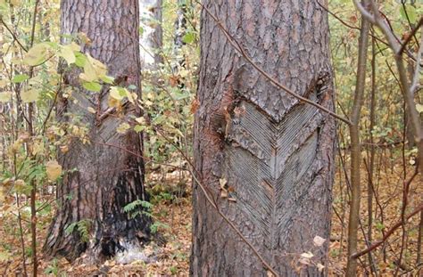 Живица сосновая: изучаем лечебные свойства хвойного дерева