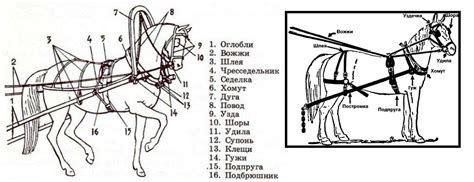 Сбруя для лошадей (конская упряжь)