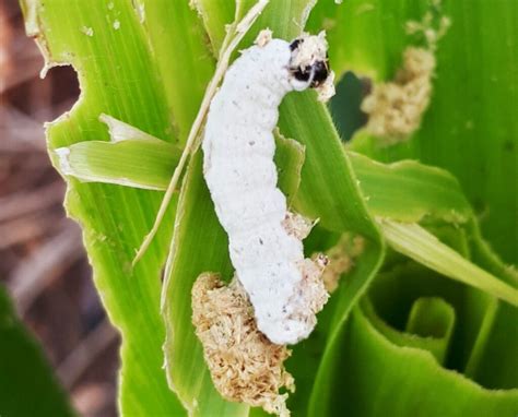 BioOlimpo Soluções Biológicas para a Agricultura e Pecuária BIOTROP