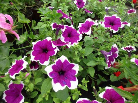 Forum / Obrázek : Petúnie (Petunia) | Garten.cz