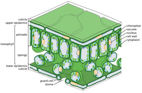 Gas Exchange In Plants Key Stage Wiki