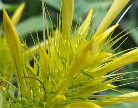 Jacobina Plant