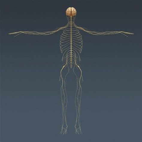 Human Male Anatomy Body Skeleton And Internal Organs 3d Model Max Obj