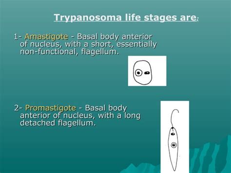 Trypanosoma Ppt