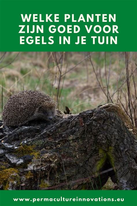 Welke Planten Zijn Goed Voor Egels In Je Tuin Trek De Egel Aan In