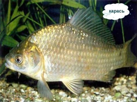 Супер уловистая снасть Соска, пробка своими руками на карася , карпа ...