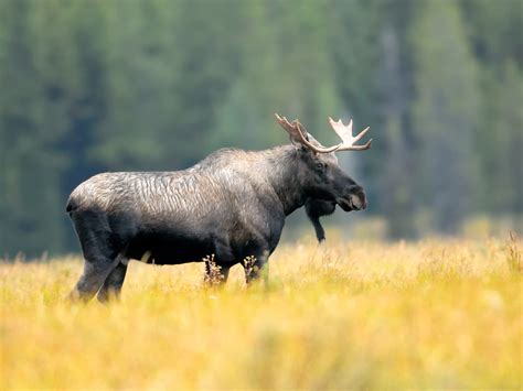 Best Alaska Tours Why Visit Alaska