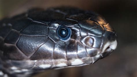 King Cobra Snake Images Free Download - Snakesofland.com