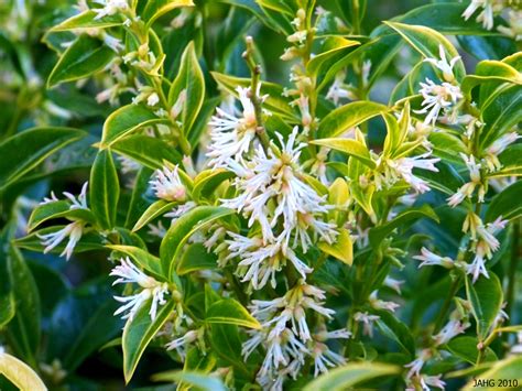 Sweet Box Plant - Plant Corz