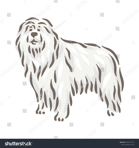Cute Dog Komondor Breed Pedigree Vector Stock Vector (Royalty Free
