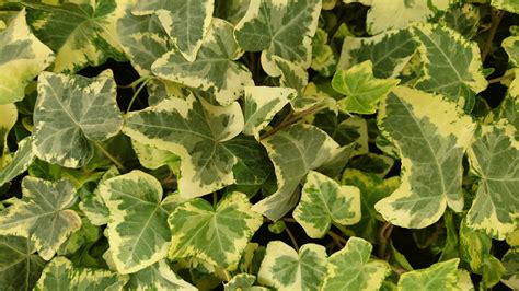 Hedera Succulents Unlimited Bv